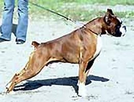 Multi.Ch., Int.Ch., Multi Club Sieger, CW. World Dog Show'02, 
	Ch. Croatia, Slovenia, Germany, Hungary; 1st. place in working class on ATIBOX'01,02, ZTP, SchH-1, HD-B, Spond-Free, Hart-free.