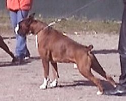 Multi.Ch., Int.Ch., Multi Club Sieger, CW. World Dog Show'02, 
	Ch. Croatia, Slovenia, Germany, Hungary; 1st. place in working class on ATIBOX'01,02, ZTP, SchH-1, HD-B, Spond-Free, Hart-free.