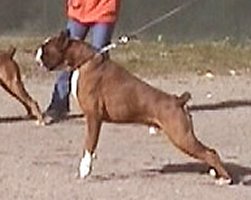 Multi.Ch., Int.Ch., Multi Club Sieger, CW. World Dog Show'02, 
	Ch. Croatia, Slovenia, Germany, Hungary; 1st. place in working class on ATIBOX'01,02, ZTP, SchH-1, HD-B, Spond-Free, Hart-free.