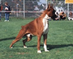 Multi.Ch., Int.Ch., Multi Club Sieger, CW. World Dog Show'02, 
	Ch. Croatia, Slovenia, Germany, Hungary; 1st. place in working class on ATIBOX'01,02, ZTP, SchH-1, HD-B, Spond-Free, Hart-free.