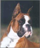 Multi.Ch., Int.Ch., Multi Club Sieger, CW. World Dog Show'02, 
	Ch. Croatia, Slovenia, Germany, Hungary; 1st. place in working class on ATIBOX'01,02, ZTP, SchH-1, HD-B, Spond-Free, Hart-free.