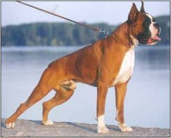 Multi.Ch., Int.Ch., Multi Club Sieger, CW. World Dog Show'02, 
	Ch. Croatia, Slovenia, Germany, Hungary; 1st. place in working class on ATIBOX'01,02, ZTP, SchH-1, HD-B, Spond-Free, Hart-free.